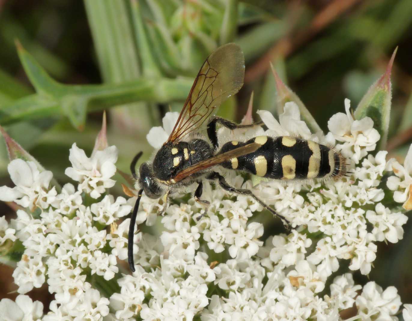 Colpa sexmaculata M e Meria tripunctata M.